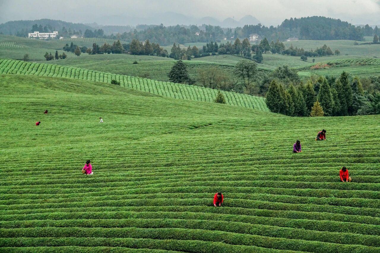 貴州省遵義市湄潭縣永興茶海。攝影 楊良強.jpg
