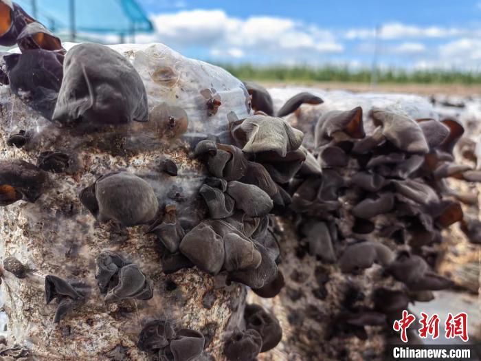 圖為阿榮旗的黑木耳。(資料圖) 謝宏秀供圖