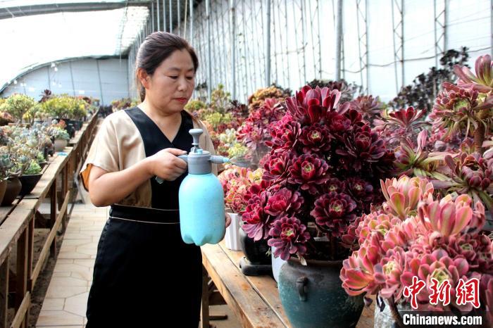 郭雪蘋(píng)對(duì)多肉進(jìn)行日常管護(hù)?！≈苡?攝